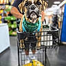 dog, bulldog, puppy, pet, animal, face, wrinkles, short_muzzle, brown_and_white, harness, shopping_cart, store, indoors, retail, aisle, portrait, close_up, looking_at_camera, human, blurred_background