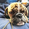 Ralphie joined the competition — help win amazing prizes! dog, bulldog, pet, animal, close_up, portrait, sleeping, wrinkled_face, brown_and_white, muzzle, nose, ears, collar, gold_chain, blue_fabric, lap, candle, indoors, soft_lighting, cute