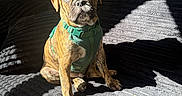 Ralphie is registered to the contest to win money with this photo: dog, puppy, boxer, brindle, sitting, couch, harness, pet, animal, indoors, sunlight, shadow, portrait, brown_fur, wrinkled_face, floppy_ears, front_facing, home, furniture, cute