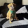 dog, puppy, boxer, brindle, sitting, couch, harness, pet, animal, indoors, sunlight, shadow, portrait, brown_fur, wrinkled_face, floppy_ears, front_facing, home, furniture, cute