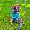 Ralphie is registered to the contest to win money with this photo: dog, bulldog, brindle, pet, animal, sitting, grass, outdoors, park, harness, leash, blue_leash, turquoise_harness, tongue, wrinkled_face, short_snout, floppy_ears, portrait, summer, lawn