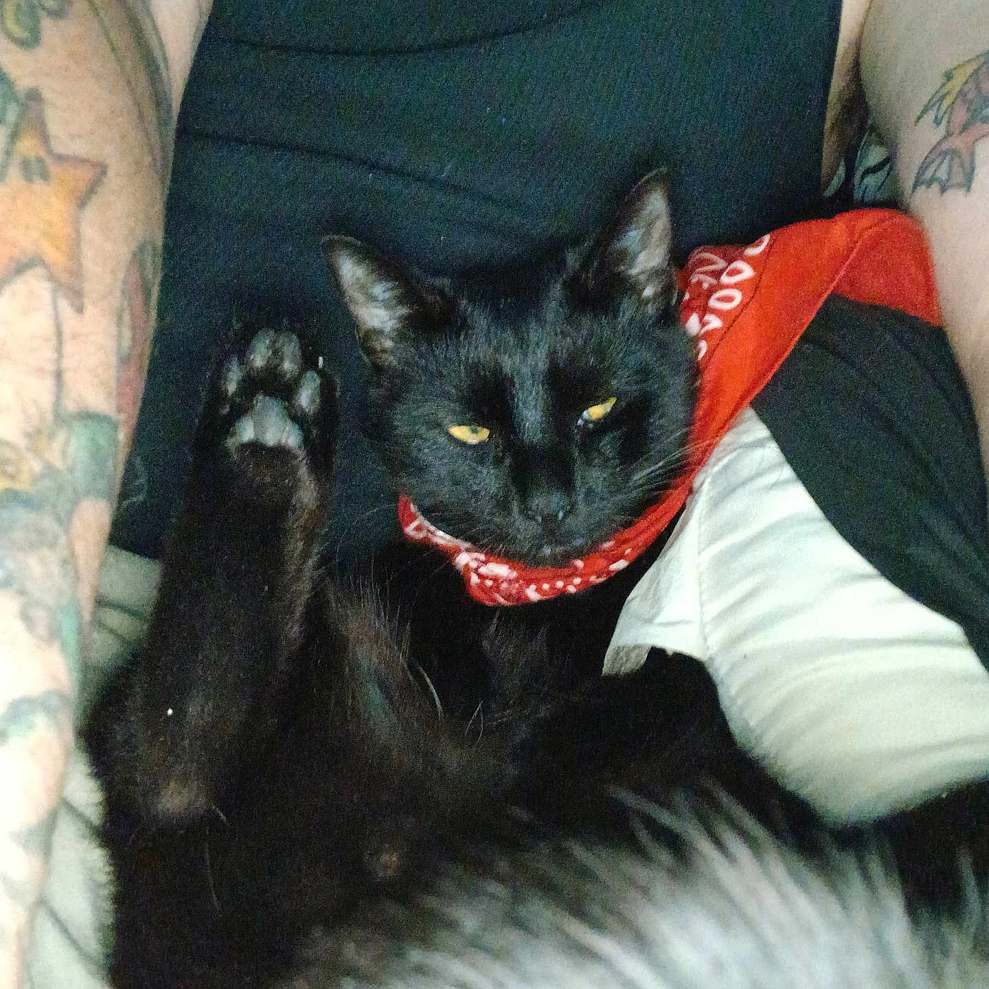 Trunks is registered to the contest to win money with this photo: black_cat, cat, pet, animal, tattoo, tattooed_arm, bandana, red_bandana, yellow_eyes, paw, close_up, indoor, relaxed, person, sitting, feline, fur, black_fur, casual, comfort