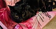 Trunks is registered to the contest to win money with this photo: black_cat, cat, yellow_eyes, pink_bag, reusable_bag, wooden_floor, hand_sanitizer, floor, black_jacket, clutter, pet, domestic_cat, indoor, sitting, animal, fur, looking, close_up, household, resting