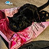 black_cat, cat, yellow_eyes, pink_bag, reusable_bag, wooden_floor, hand_sanitizer, floor, black_jacket, clutter, pet, domestic_cat, indoor, sitting, animal, fur, looking, close_up, household, resting