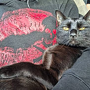 Trunks joined the competition — help win amazing prizes! black_cat, cat, pet, animal, yellow_eyes, fur, closeup, indoors, person, clothing, hoodie, design, skull, red, lips, texture, lap, resting, relaxed, portrait