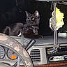 Trunks joined the competition — help win amazing prizes! black_cat, cat, dashboard, car_interior, steering_wheel, skull_pattern, night, dark, hanging_charms, air_freshener, leash, glowing_eyes, keys, speedometer, car_controls, seatbelt, reflection, plastic, vehicle, pet