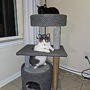 Buster is registered to the contest to win money with this photo: alert, animal, black, cat, cat_tree, cats, corner, cubby, curtains, floor_tile, furniture, gray, indoor, lamp, perch, pet, power_outlet, resting, white, window