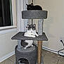 alert, animal, black, cat, cat_tree, cats, corner, cubby, curtains, floor_tile, furniture, gray, indoor, lamp, perch, pet, power_outlet, resting, white, window