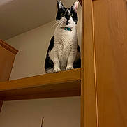 Boo Boo joined the competition — help win amazing prizes! cat, black_and_white, sitting, indoor, wooden_shelf, wide_eyes, curious, furniture, wall_decoration, collar, pet, domestic_animal, whiskers, ears, paws, looking_down, shelf, home, animal, feline