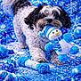 Jasper is registered to the contest to win money with this photo: dog, toy, snowman, blue, white, plush, winter, snow, decorations, ribbons, sparkle, festive, cute, fluffy, playful, background, holiday, pet, animal, indoor