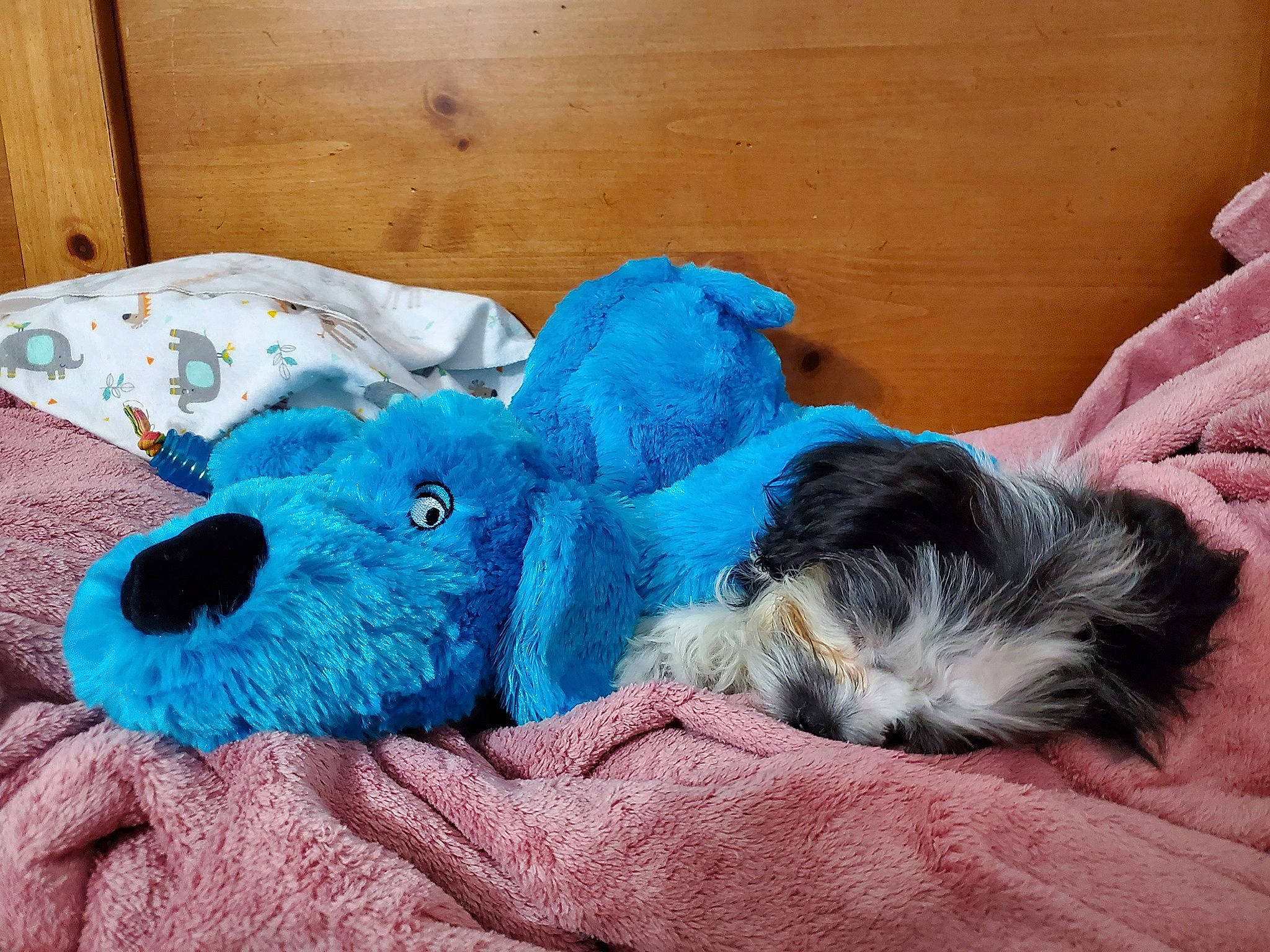 Jasper joined the competition — help win amazing prizes! bed, canidae, carnivore, comfort, companion_dog, couch, dog, dog_breed, dog_supply, electric_blue, fur, linens, pillow, plush, snout, stuffed_toy, tail, teddy_bear, toy, wool