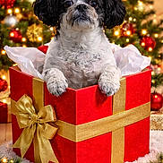 Jasper joined the competition — help win amazing prizes! dog, gift_box, christmas_tree, holiday, decorations, ribbon, red, gold, festive, lights, present, cute, pet, fluffy, black_and_white, celebration, seasonal, indoors, fur, holiday_cheer
