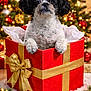 dog, gift_box, christmas_tree, holiday, decorations, ribbon, red, gold, festive, lights, present, cute, pet, fluffy, black_and_white, celebration, seasonal, indoors, fur, holiday_cheer