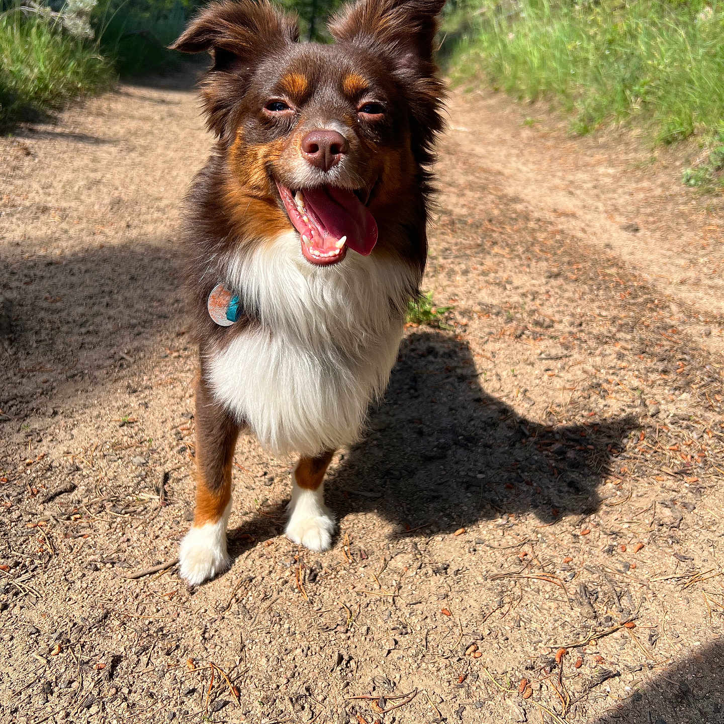 Gizmo joined the competition — help win amazing prizes! accessories, animal, bodypart, canine, dog, face, grass, head, mouth, path, person, pet, photography, plant, puppy, road, soil, strap, tree, vegetation