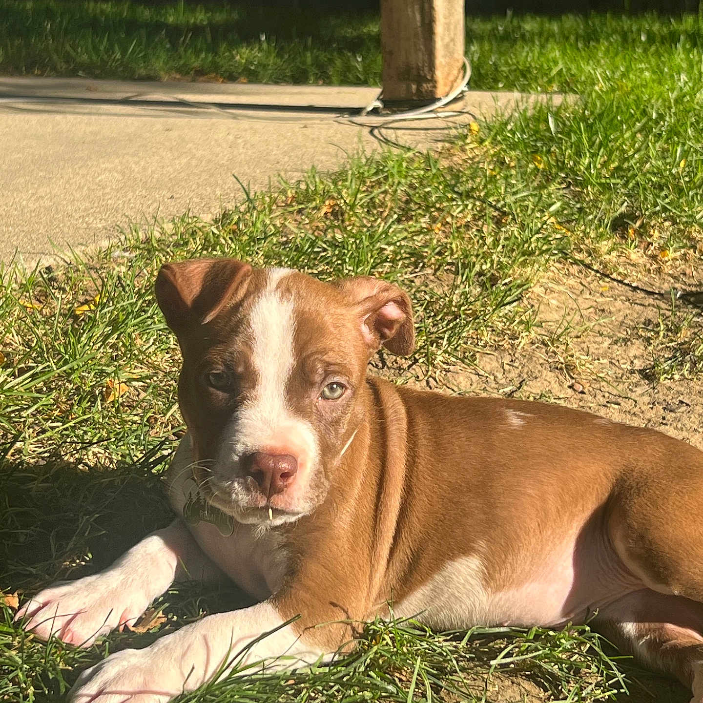 Remi