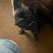 Gus joined the competition — help win amazing prizes! dog, french_bulldog, carpet, brown_couch, indoor, pet, canine, black_dog, short_hair, ears_up, looking_up, curious, leg, blue_shorts, human, floor, domestic, animal, companion, home