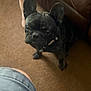 dog, french_bulldog, carpet, brown_couch, indoor, pet, canine, black_dog, short_hair, ears_up, looking_up, curious, leg, blue_shorts, human, floor, domestic, animal, companion, home