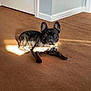 Gus is registered to the contest to win money with this photo: dog, french_bulldog, indoor, carpet, sunlight, pet, animal, brown_carpet, corner, door, wall, relaxed, laying_down, alert, ears, collar, tag, light, shadow, home
