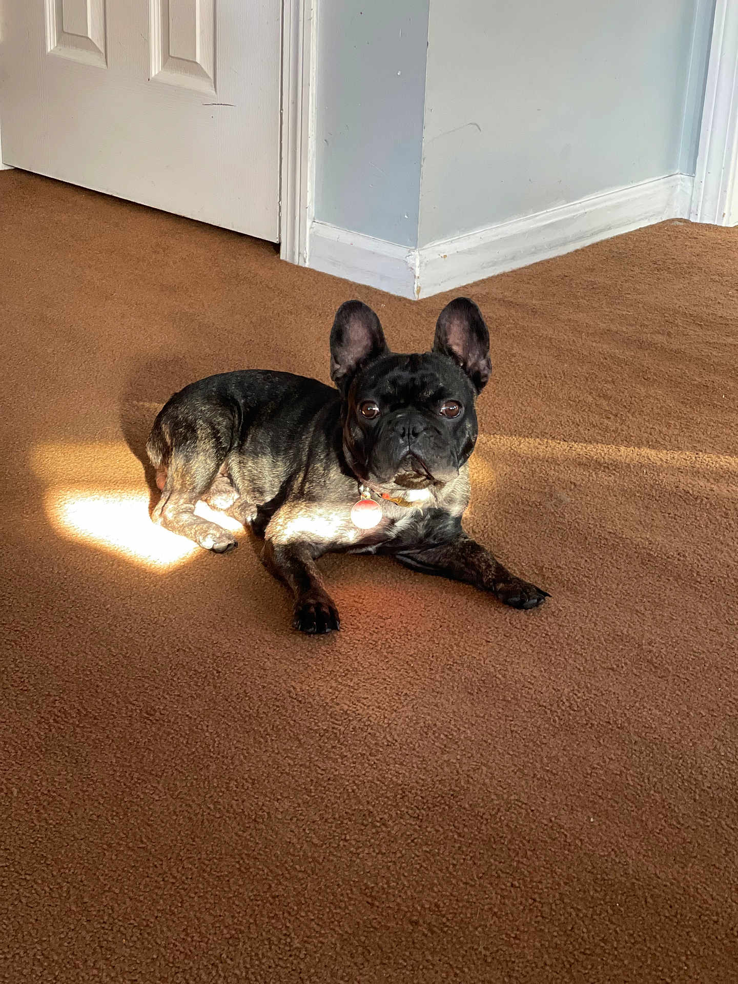Gus is registered to the contest to win money with this photo: dog, french_bulldog, indoor, carpet, sunlight, pet, animal, brown_carpet, corner, door, wall, relaxed, laying_down, alert, ears, collar, tag, light, shadow, home