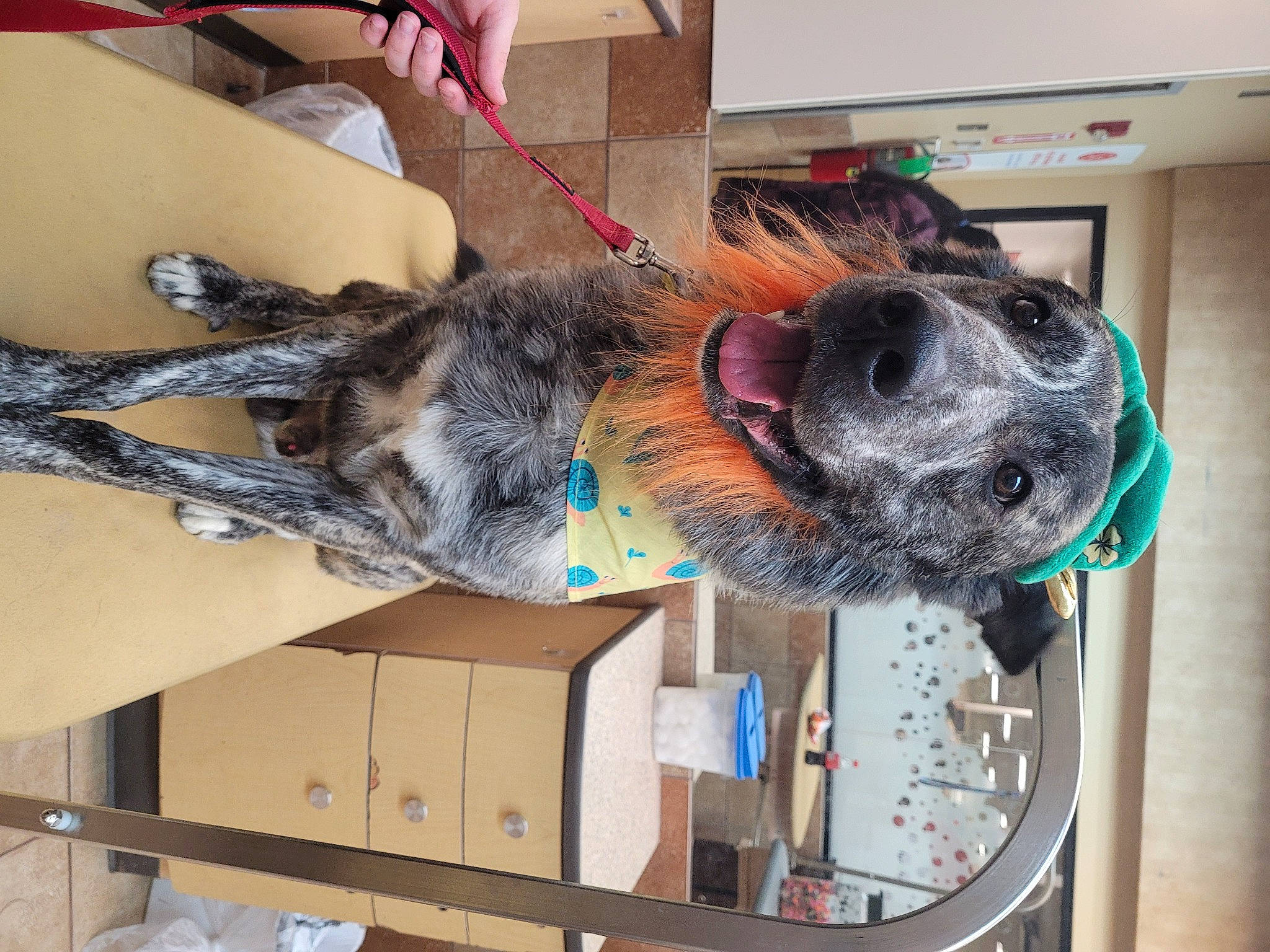 Diesel joined the competition — help win amazing prizes! box, canidae, carnivore, collar, companion_dog, dog, dog_breed, flooring, fur, leash, room, shipping_box, sporting_group, tail, tree, vehicle_door, wood, working_animal