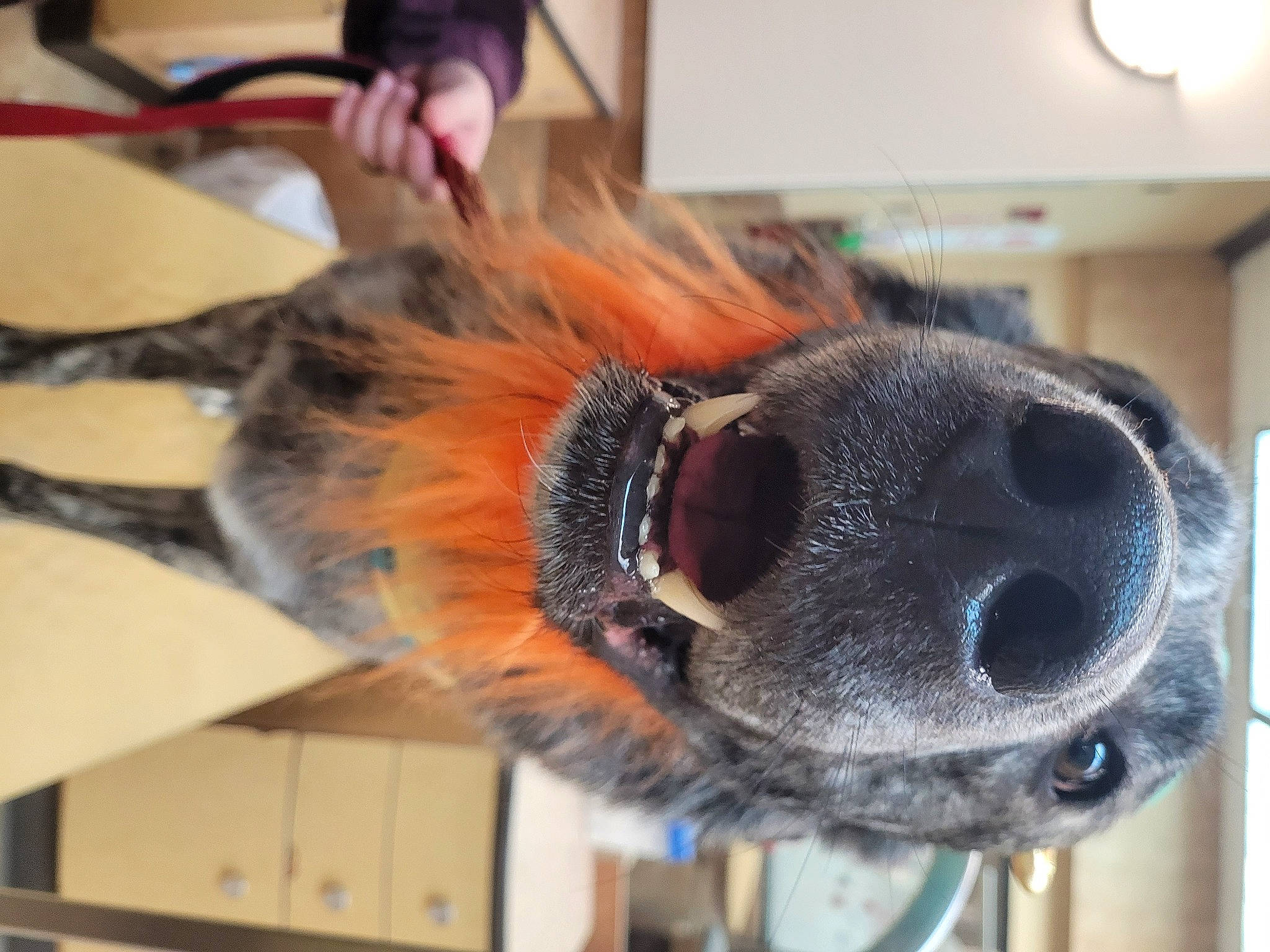 Diesel joined the competition — help win amazing prizes! audio_equipment, canidae, collar, dog_breed, ear, eyelash, eyewear, fawn, fur, hat, natural_material, room, snout, sporting_group, sunglasses, tail, whiskers, wool, working_animal