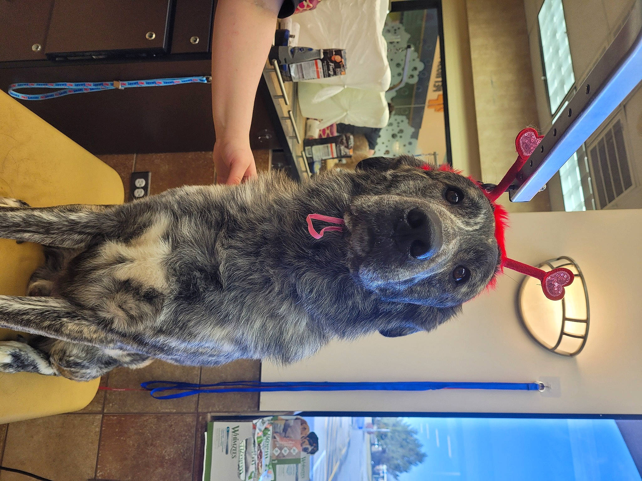 Diesel is registered to the contest to win money with this photo: canidae, carnivore, collar, companion_dog, dog, dog_breed, flooring, fur, snout, sporting_group, terrestrial_animal, whiskers, working_animal