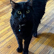 Mochi is registered to the contest to win money with this photo: alert, animal, bell, black_cat, cat, collar, curious, cute, domestic_cat, ears, eyes, feline, fur, house_pet, indoor, mammal, pet, standing, whiskers, wooden_floor