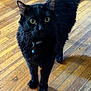 alert, animal, bell, black_cat, cat, collar, curious, cute, domestic_cat, ears, eyes, feline, fur, house_pet, indoor, mammal, pet, standing, whiskers, wooden_floor