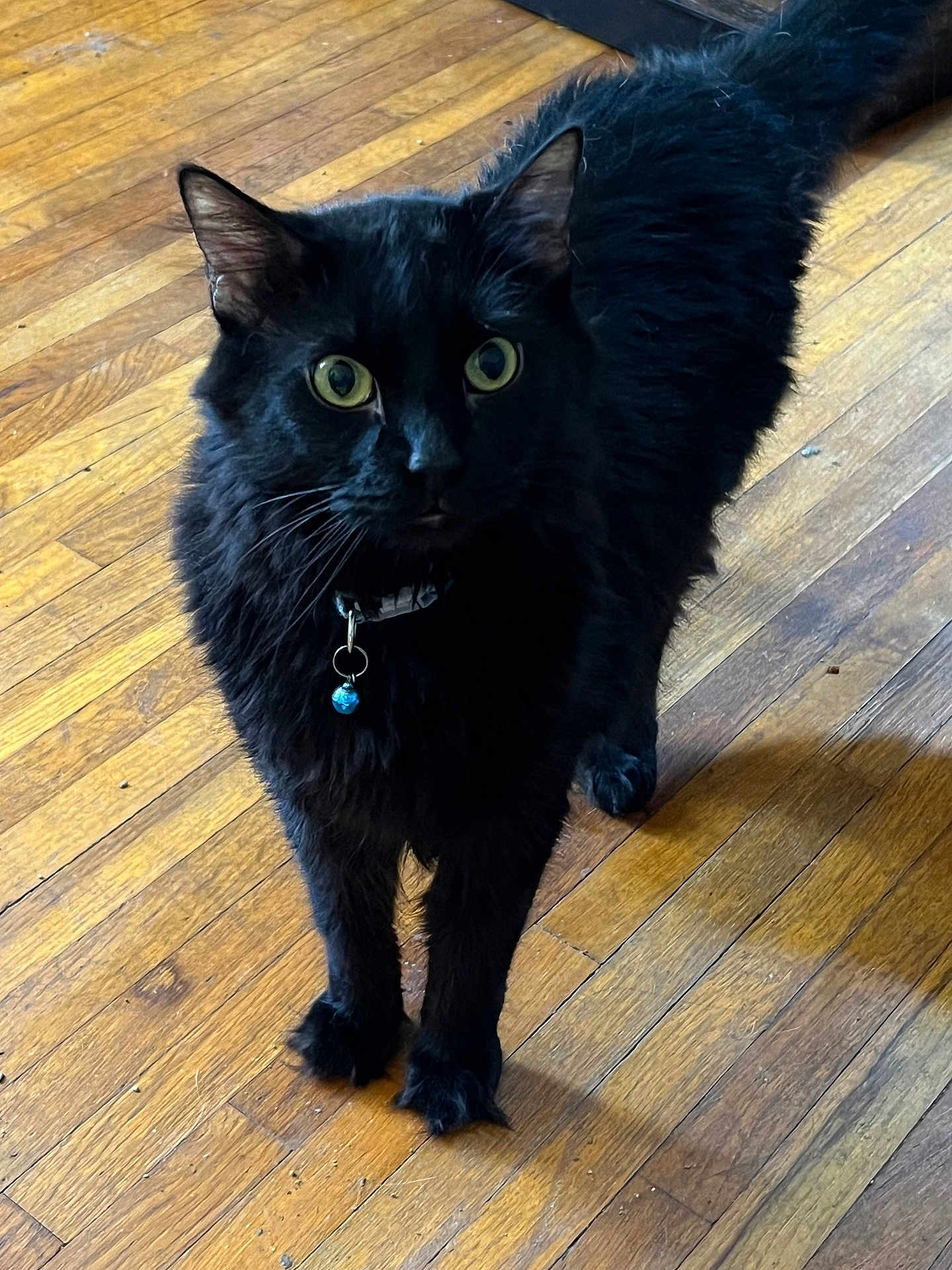 Mochi