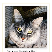 Theo is registered to the contest to win money with this photo: animal, cat, close_up, curious, cute, domestic_cat, ears, face, feline, fur, gray_fur, indoor, pet, portrait, relaxed, resting, soft_texture, tabby, whiskers, yellow_eyes