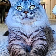 Theo is registered to the contest to win money with this photo: cat, tabby, fluffy, indoor, carpet, paws, animal, pet, feline, striped, closeup, relaxed, mammal, whiskers, ears, eyes, home, fur, laying, cute