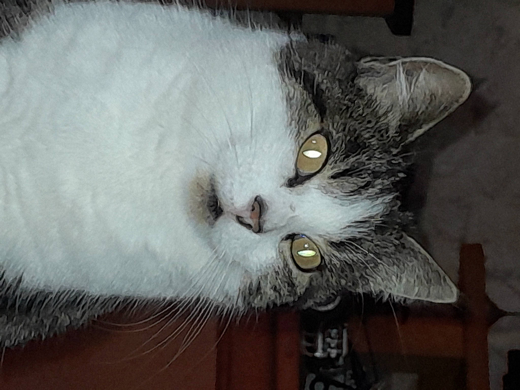 Plouf a rejoint le concours — aidez-le/la à gagner de superbes lots ! carnivore, cat, cat_supply, domestic_short_haired_cat, felidae, fur, grey, plant, small_to_medium_sized_cats, snout, tail, whiskers