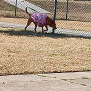 Sadie joined the competition — help win amazing prizes! animal, brown_dog, canine, car, chain_link_fence, cold_weather_clothing, daytime, dog, fence, grass, house, outdoor, pet, purple_sweater, residential_area, sidewalk, sniffing, suburban, walking, yard