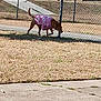 animal, brown_dog, canine, car, chain_link_fence, cold_weather_clothing, daytime, dog, fence, grass, house, outdoor, pet, purple_sweater, residential_area, sidewalk, sniffing, suburban, walking, yard