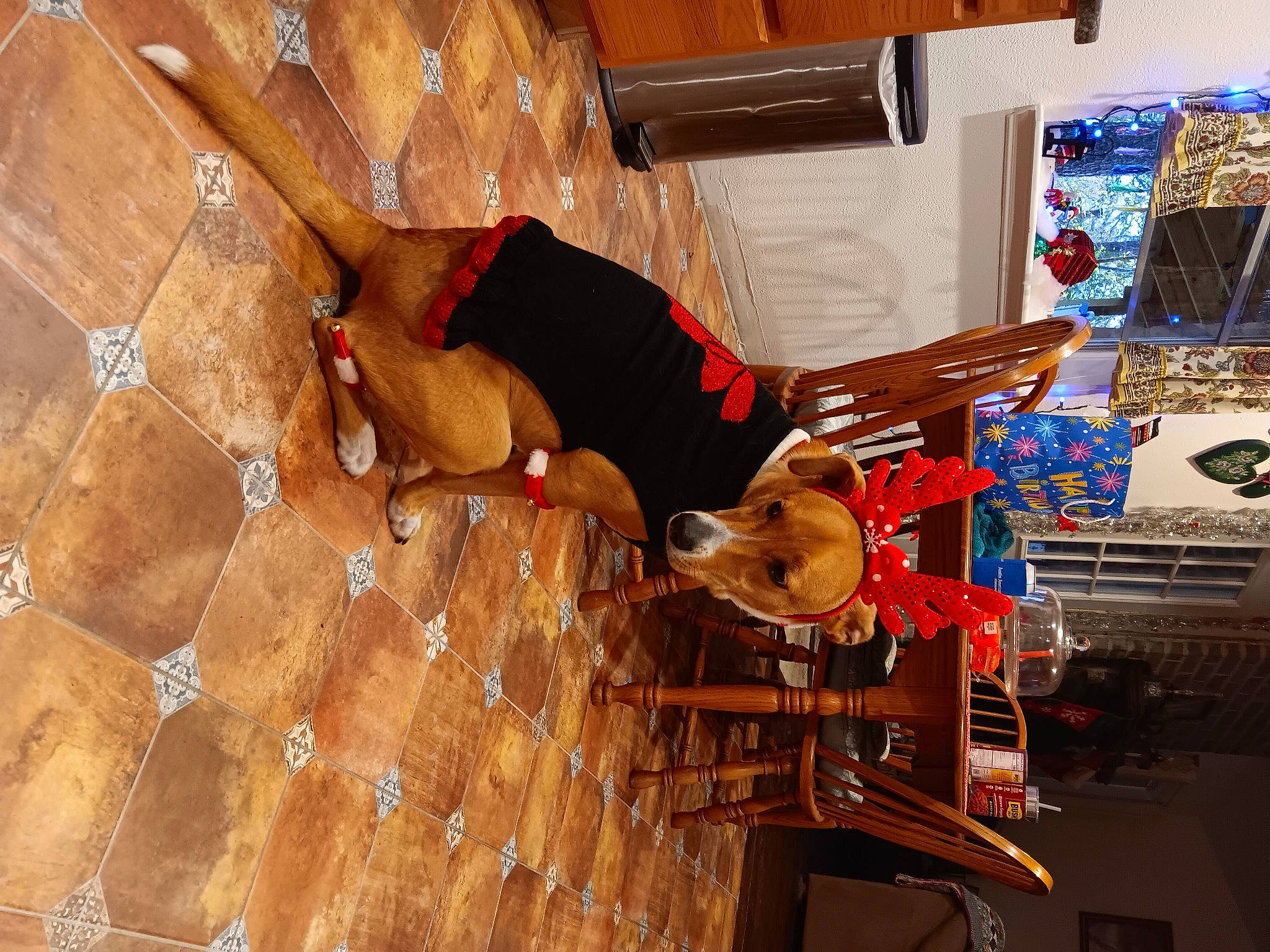 Sadie is registered to the contest to win money with this photo: ceiling, floor, flooring, fun, hardwood, human_leg, pattern, room, thigh, varnish, wood, wood_flooring, wood_stain, wrist