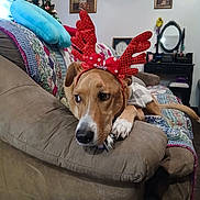 Sadie joined the competition — help win amazing prizes! animal, antlers, brown_dog, canine, christmas_tree, couch, cozy, decor, dog, festive, furniture, holiday_decor, home_interior, indoor, living_room, pet, portrait, quilt, reindeer_antlers, relaxed