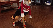Sadie is registered to the contest to win money with this photo: animal, architecture, building, canine, computerhardware, couch, dog, electronics, entertainmentcenter, furniture, hardware, hardwood, hound, indoors, interiordesign, livingroom, pet, room, shelf, wood