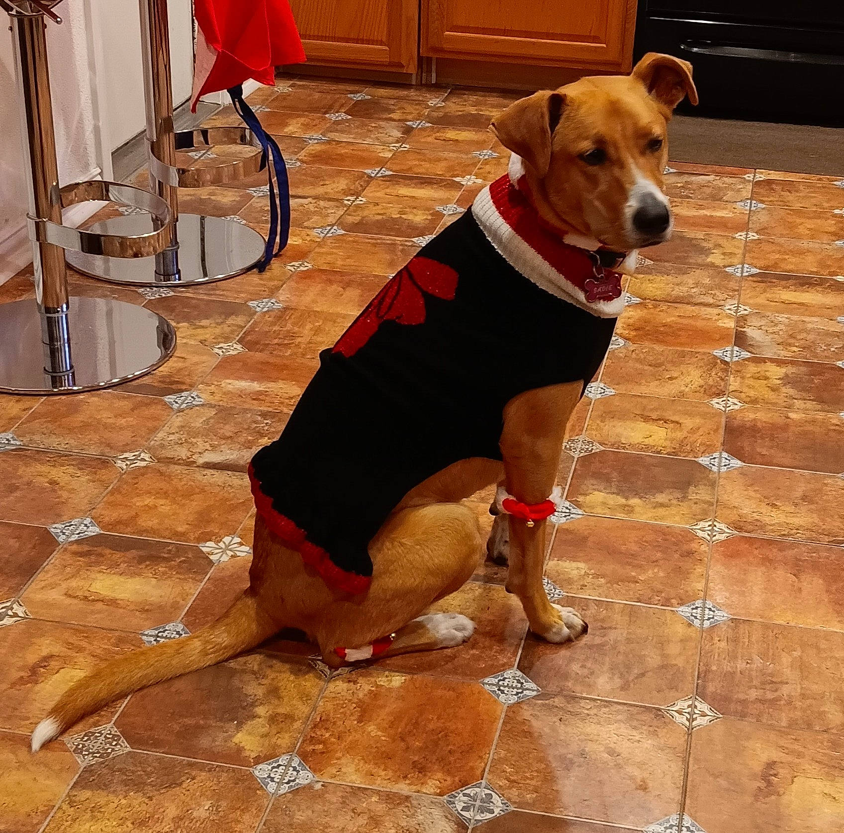 Sadie is registered to the contest to win money with this photo: ball, carnivore, chair, collar, companion_dog, dog, dog_breed, dog_clothes, dog_collar, dog_supply, fawn, floor, flooring, hardwood, pet_supply, snout, sporting_group, tail, wood, working_animal