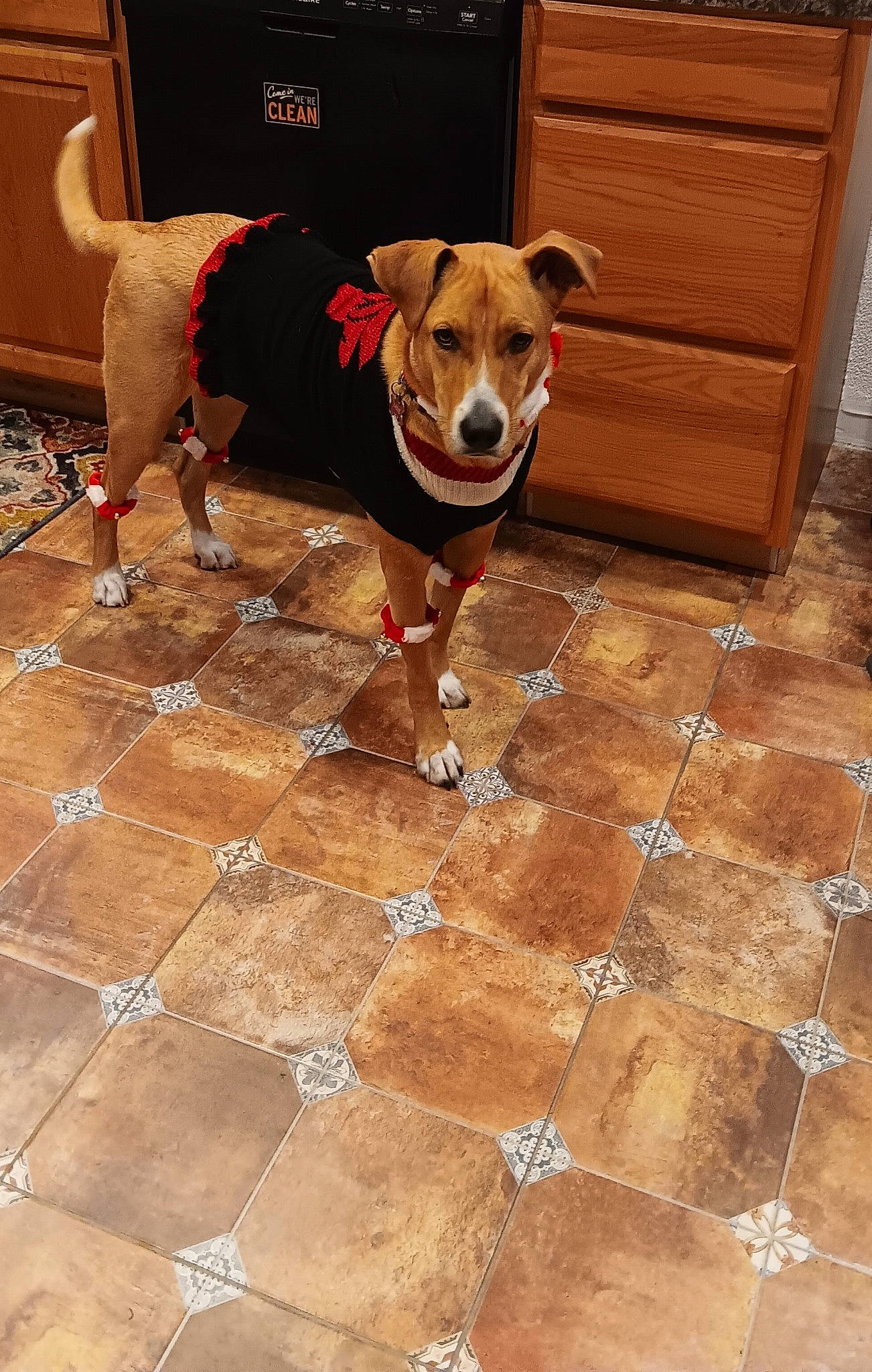 Sadie is registered to the contest to win money with this photo: brick, carnivore, chair, collar, companion_dog, dog, dog_breed, dog_collar, dog_supply, fawn, floor, flooring, hardwood, pet_supply, road_surface, sidewalk, snout, tile_flooring, wood, working_animal