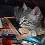 Athéna a rejoint le concours — aidez-le/la à gagner de superbes lots ! kitten, cat, gray_tabby, wooden_frame, chalkboard, lighter, colorful, closeup, indoor, pet, animal, curious, feline, small, resting, paw, gazing, contemplative, table, miscellaneous