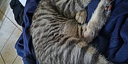 Athéna participe au concours pour gagner de l'argent avec cette photo : kitten, cat, sleeping, tabby, fur, paw, indoor, fabric, navy_blue, cozy, resting, cute, animal, pet, feline, whiskers, tail, soft, peaceful, home