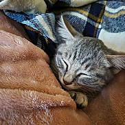 Athéna a rejoint le concours — aidez-le/la à gagner de superbes lots ! kitten, sleeping, gray_tabby, cat, furry, cozy, blanket, plaid, soft, nap, pet, domestic_cat, closeup, fur, whiskers, paw, resting, cute, indoor, comfort