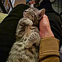 Athéna a rejoint le concours — aidez-le/la à gagner de superbes lots ! kitten, cat, sleeping, lap, hand, cozy, feline, pet, domestic_animal, fur, whiskers, paw, striped, relaxed, cute, animal, companion, indoor, resting, adorable