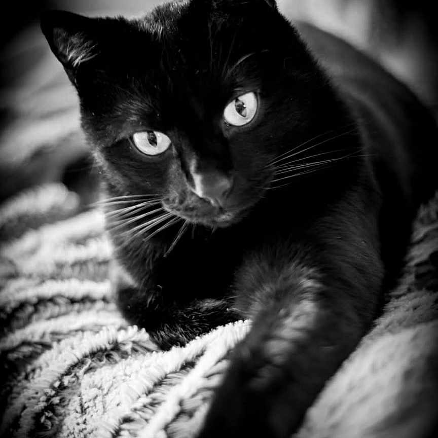 Salem participe au concours pour gagner de l'argent avec cette photo : abyssinian, animal, blackcat, cat, kitten, manx, pet, siamese
