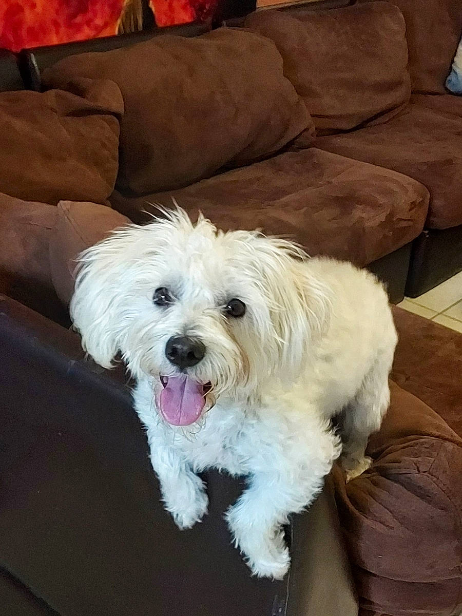 Baymax joined the competition — help win amazing prizes! canidae, carnivore, comfort, companion_dog, couch, dog, dog_breed, dog_supply, fur, furniture, labradoodle, maltepoo, small_terrier, snout, sporting_group, terrier, toy_dog, water_dog, working_animal, yorkipoo