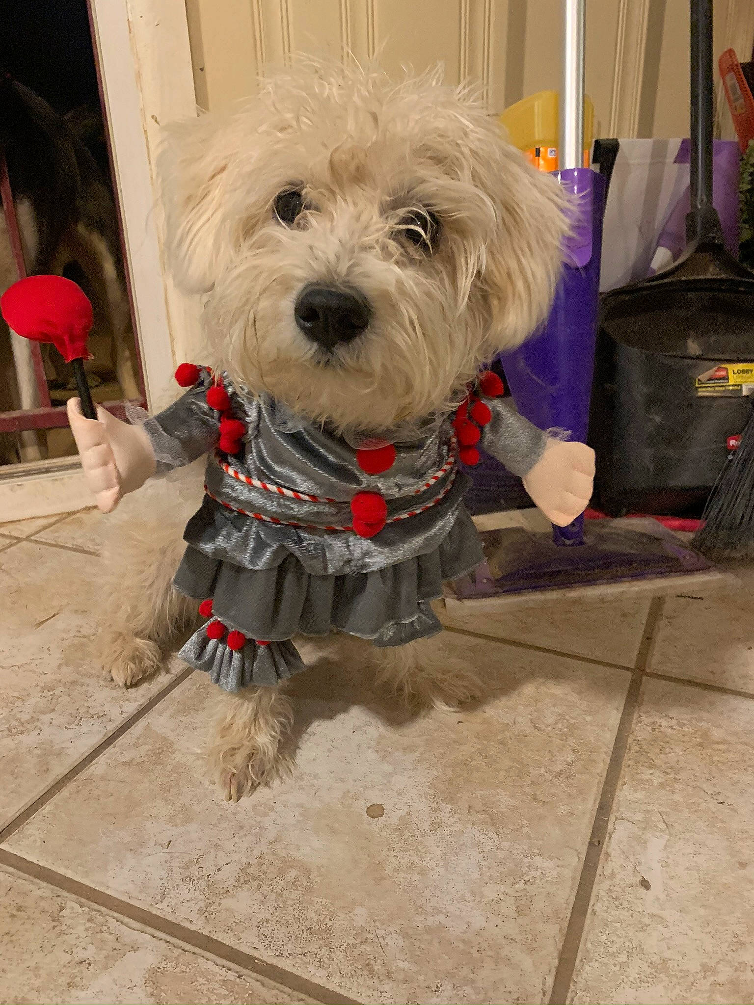Baymax is registered to the contest to win money with this photo: carnivore, collar, companion_dog, dog, dog_breed, dog_clothes, dog_collar, dog_supply, fashion_accessory, fawn, flooring, fur, leash, personal_protective_equipment, small_terrier, snout, sporting_group, terrier, toy_dog, working_animal