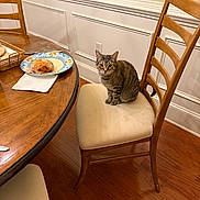 Pepper is registered to the contest to win money with this photo: cat, tabby, chair, wooden_chair, cushion, dining_table, plate, croissant, food, wood_floor, wall_paneling, indoor, pet, curious, sitting, feline, kitchen, home, cozy, furniture