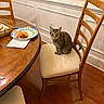 cat, tabby, chair, wooden_chair, cushion, dining_table, plate, croissant, food, wood_floor, wall_paneling, indoor, pet, curious, sitting, feline, kitchen, home, cozy, furniture