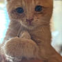 Lucky joined the competition — help win amazing prizes! kitten, cat, paw, close_up, orange, furry, pet, animal, cute, soft, whiskers, ears, face, domestic, feline, hand, indoor, young, curious, blurred_background