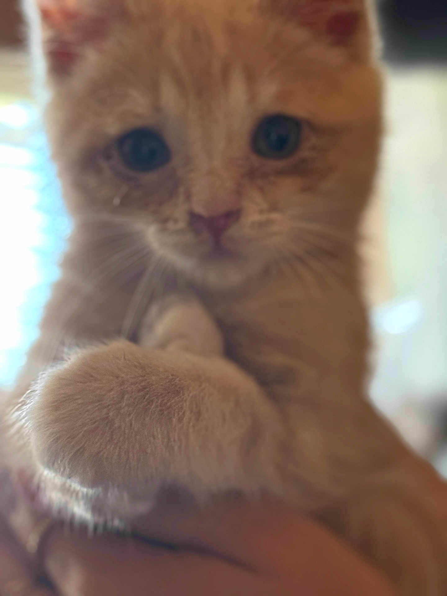 Lucky joined the competition — help win amazing prizes! kitten, cat, paw, close_up, orange, furry, pet, animal, cute, soft, whiskers, ears, face, domestic, feline, hand, indoor, young, curious, blurred_background